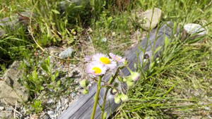 Photo_5