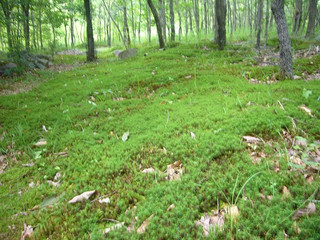 Photo_10