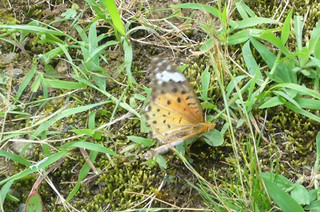 Photo_11