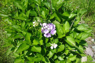 Photo_2