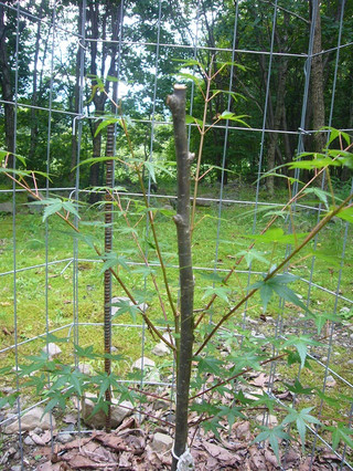 Photo_8