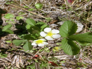 Cimg0074