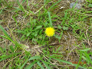 Dsc00732 Dsc00732